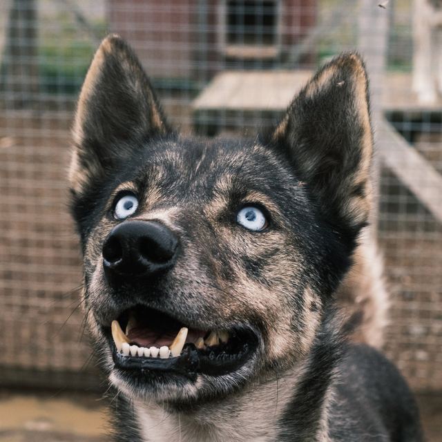 Aegir, a grey husky with blue eyes
